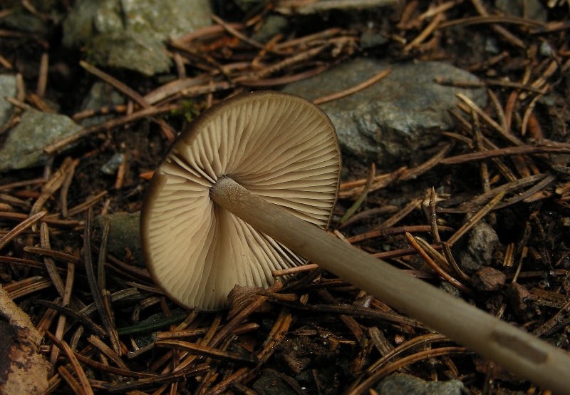 Escursione in bosco umido